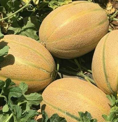 ALBA MELON SEEDS