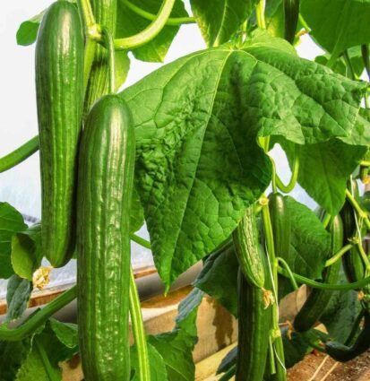 IMPALA K14 Hybrid Cucumber