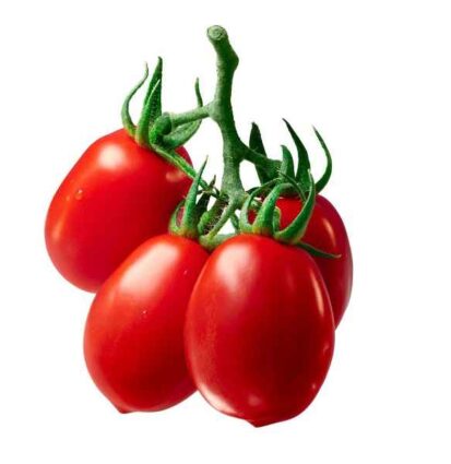 OPAL T55 Hybrid Tomato