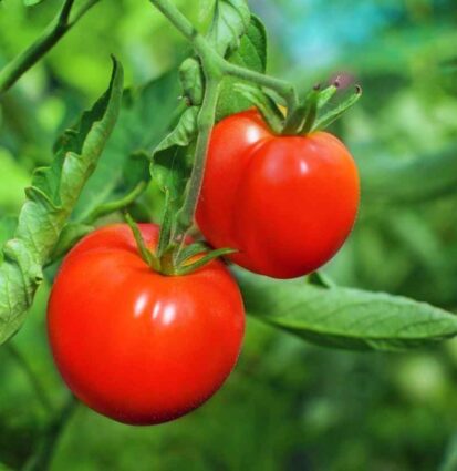RUBY T65 Hybrid Tomato