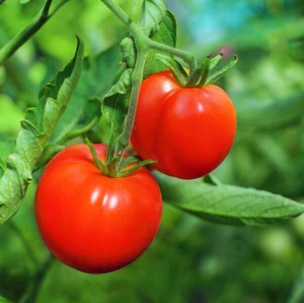 RUBY T65 Hybrid Tomato