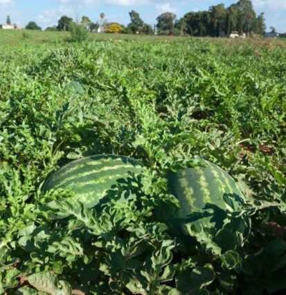 MELORIN Crimson W24 Hybrid Watermelon