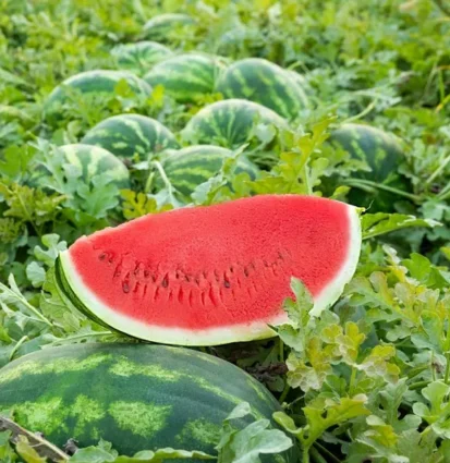 redsun-crimson-w34-hybrid-watermelon-2000-seeds