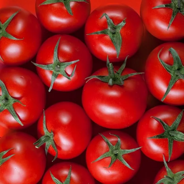 ruby-t65-hybrid-tomato3