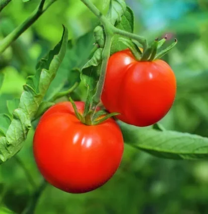 ruby-t65-hybrid-tomato3
