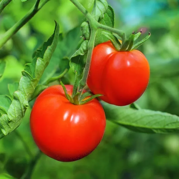 ruby-t65-hybrid-tomato3